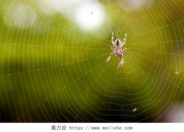 模糊动物昆虫背景蜘蛛网上的蜘蛛